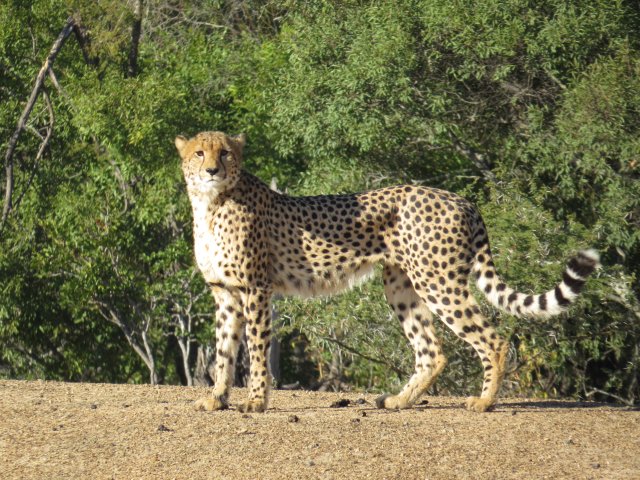 Blick über einen Canyon mit weitem Himmel in Nordamerika